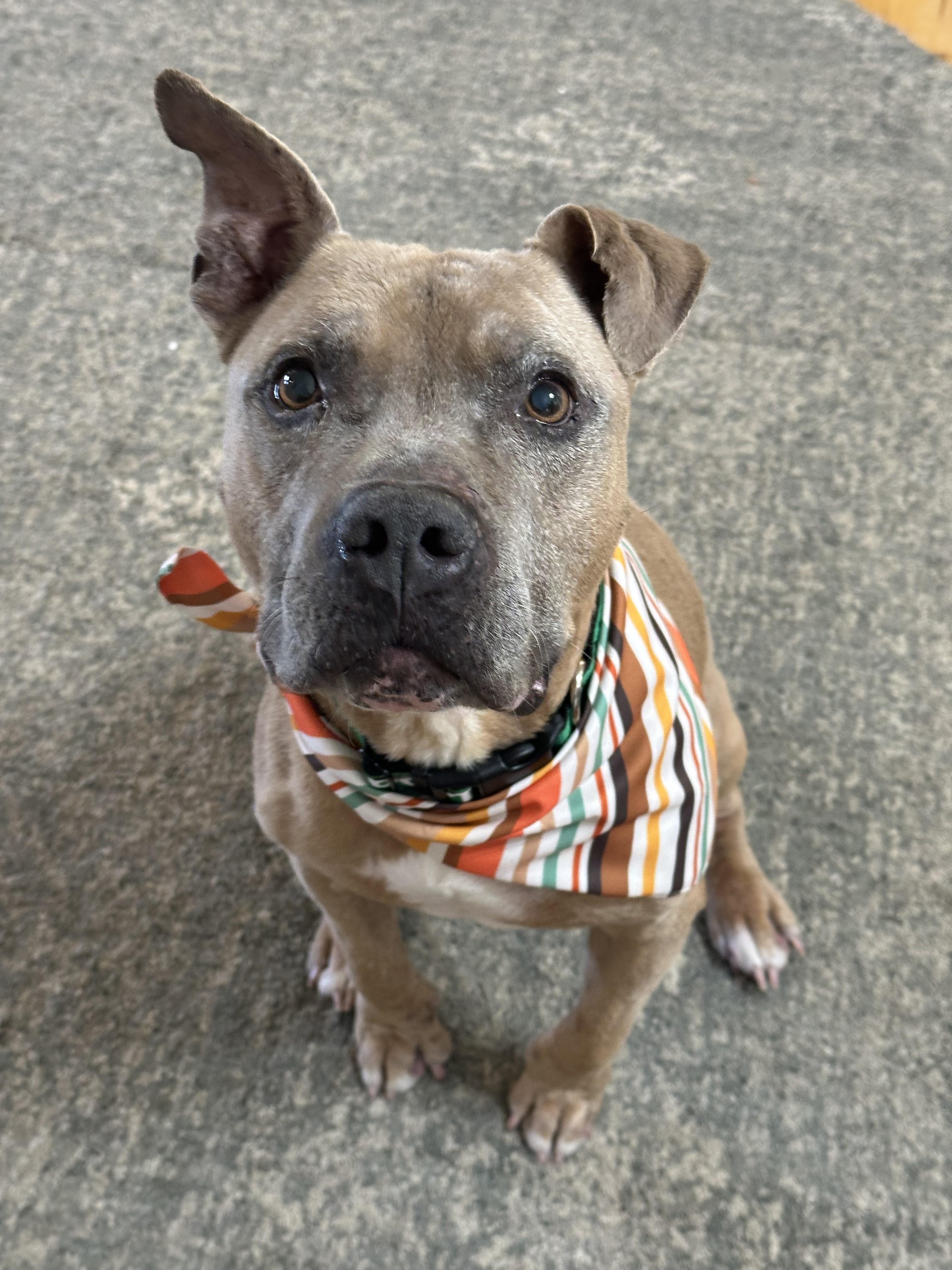 Enlarge Canyon - Foster or Adopt, a Adoptable mixed breed in Star, ID image 5/5