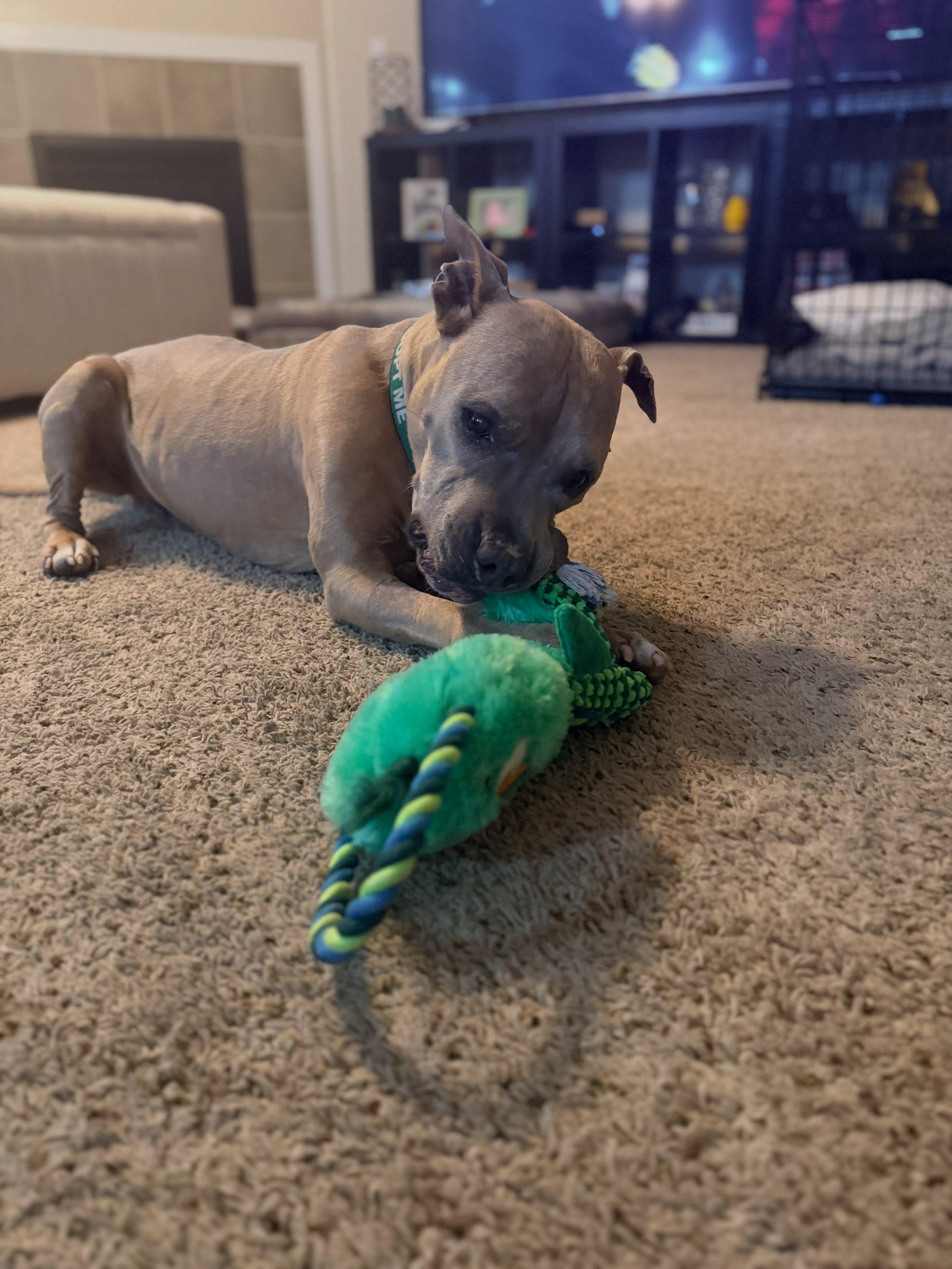 Enlarge Canyon - Foster or Adopt, a Adoptable mixed breed in Star, ID image 4/5