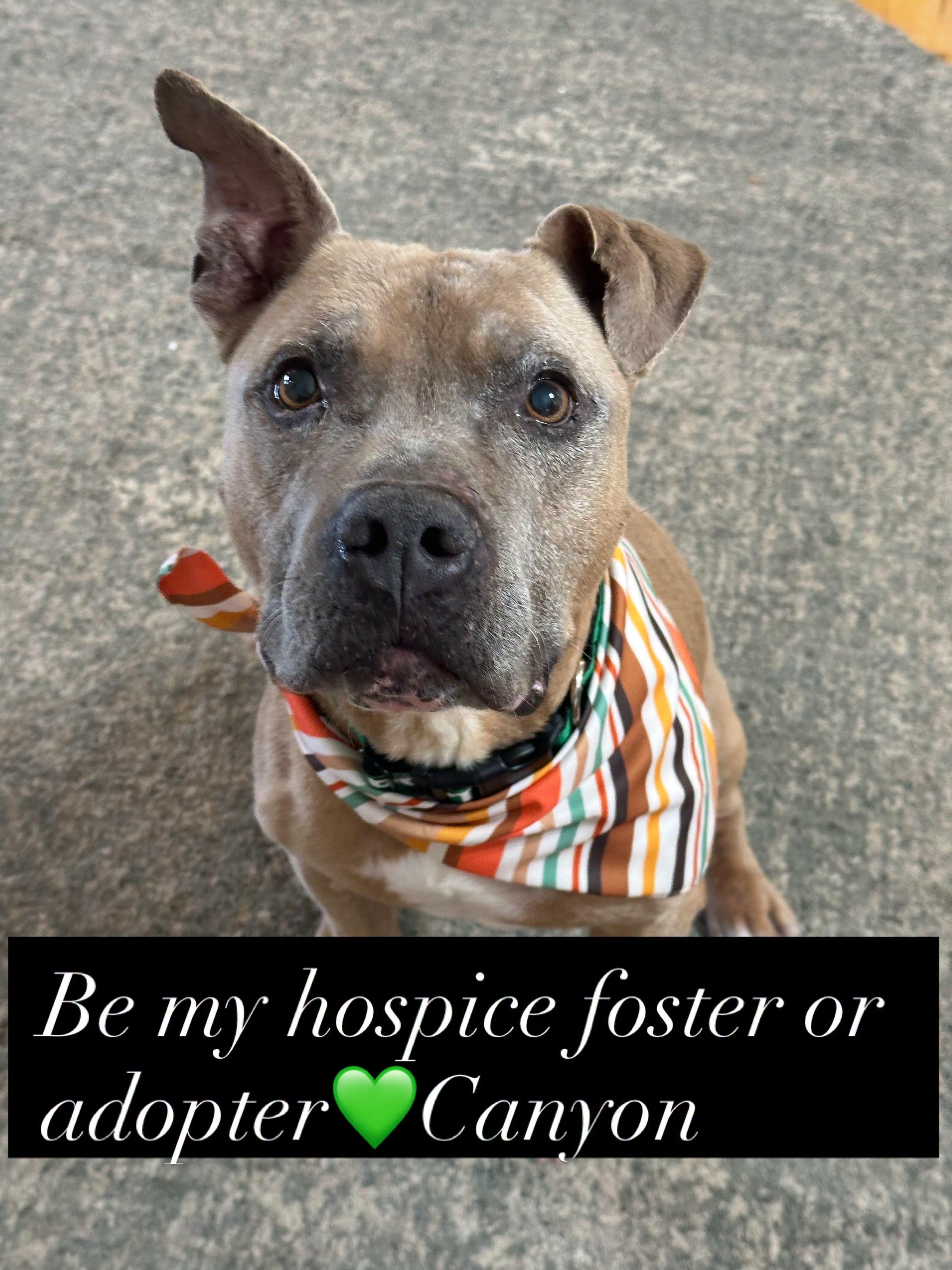 Enlarge Canyon - Foster or Adopt, a Adoptable mixed breed in Star, ID image 1/5