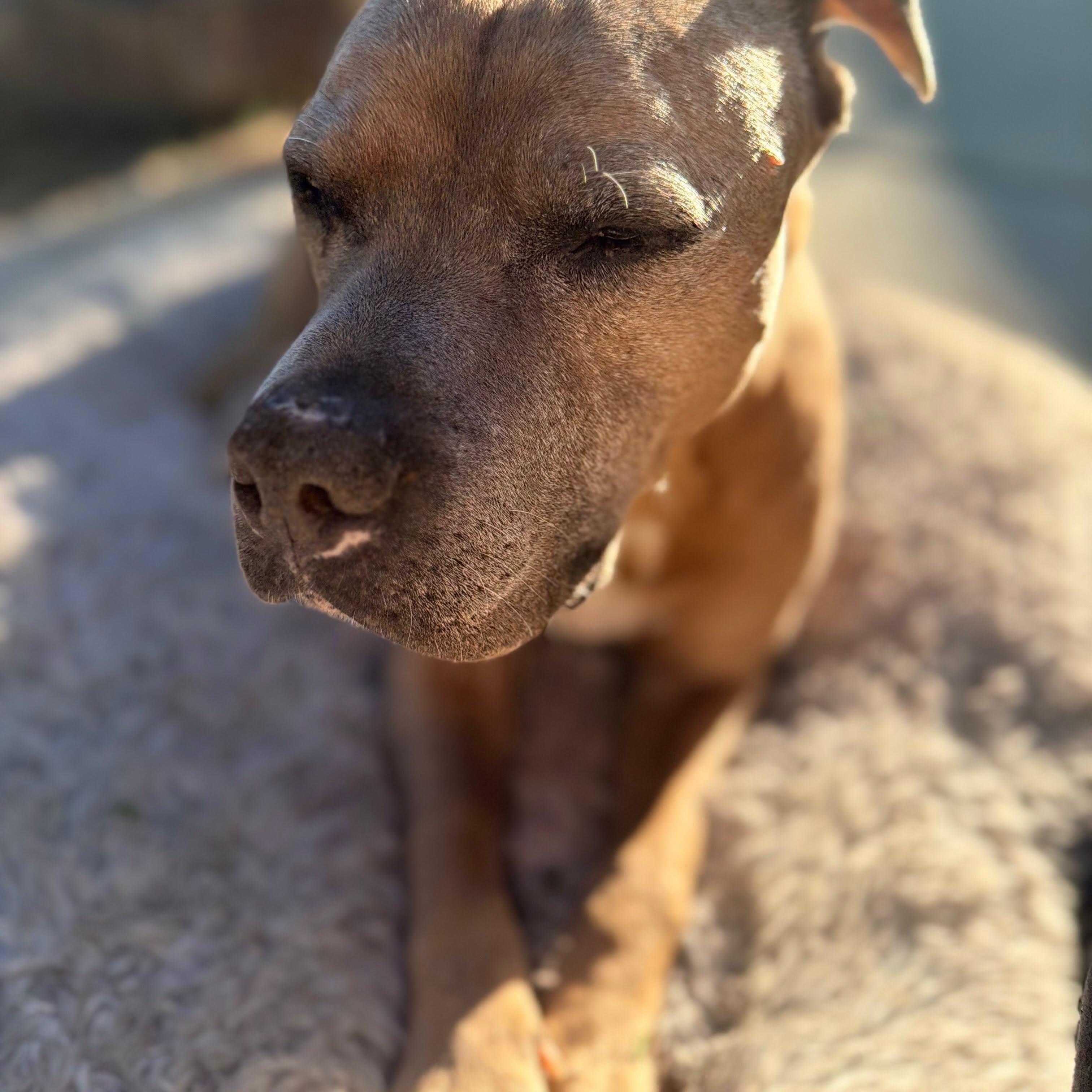 Enlarge Canyon - Foster or Adopt, a Adoptable mixed breed in Star, ID image 3/5