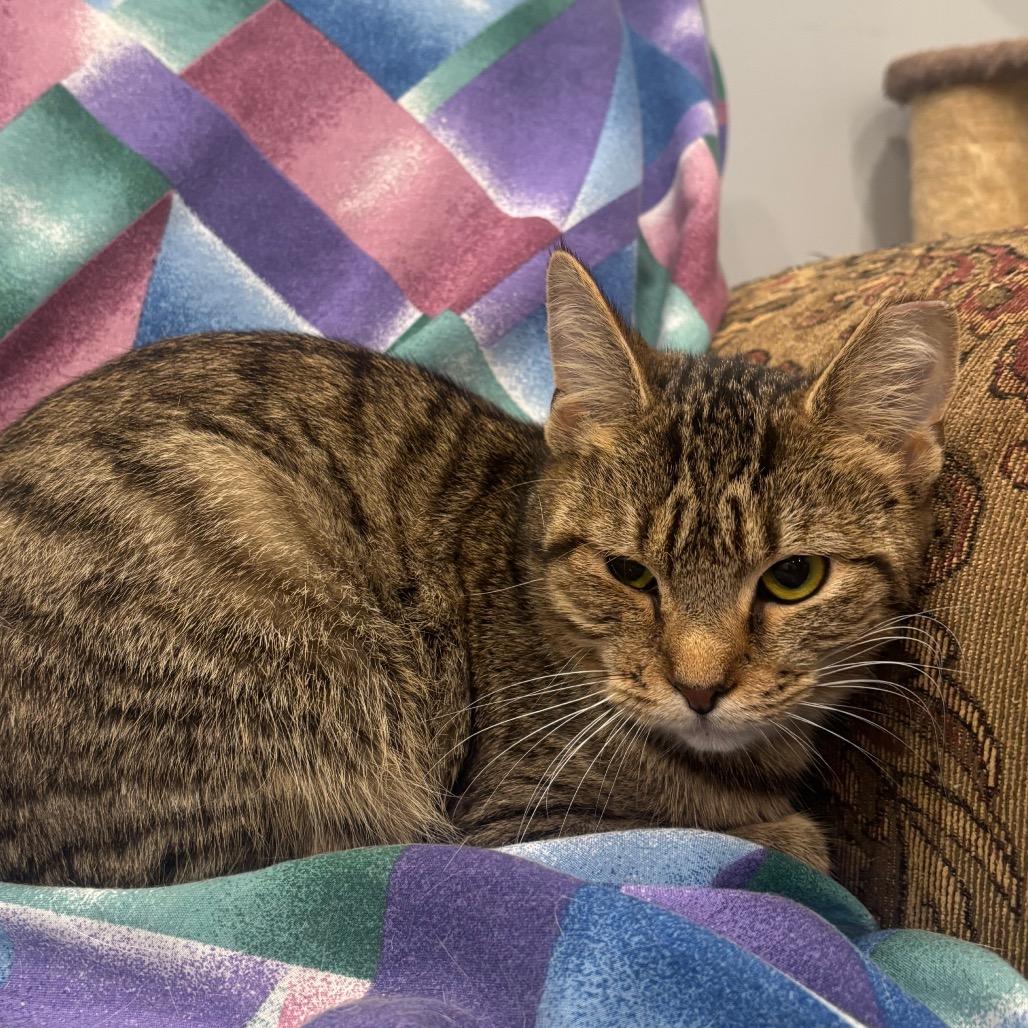 Enlarge CareBear, a Adoptable Domestic Short Hair in Fairmont, WV image 1/3