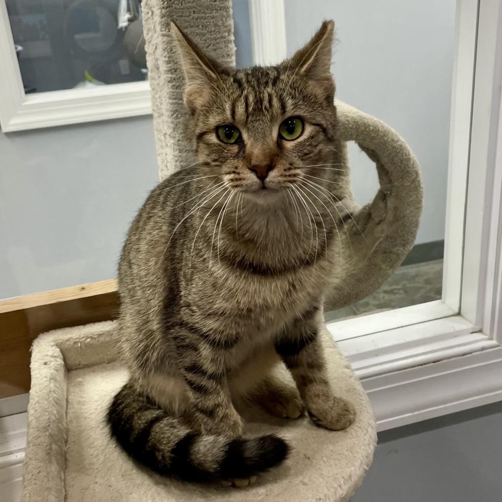 Enlarge CareBear, a Adoptable Domestic Short Hair in Fairmont, WV image 2/3
