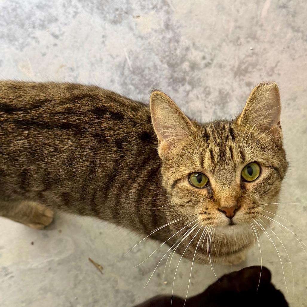 Enlarge CareBear, a Adoptable Domestic Short Hair in Fairmont, WV image 3/3