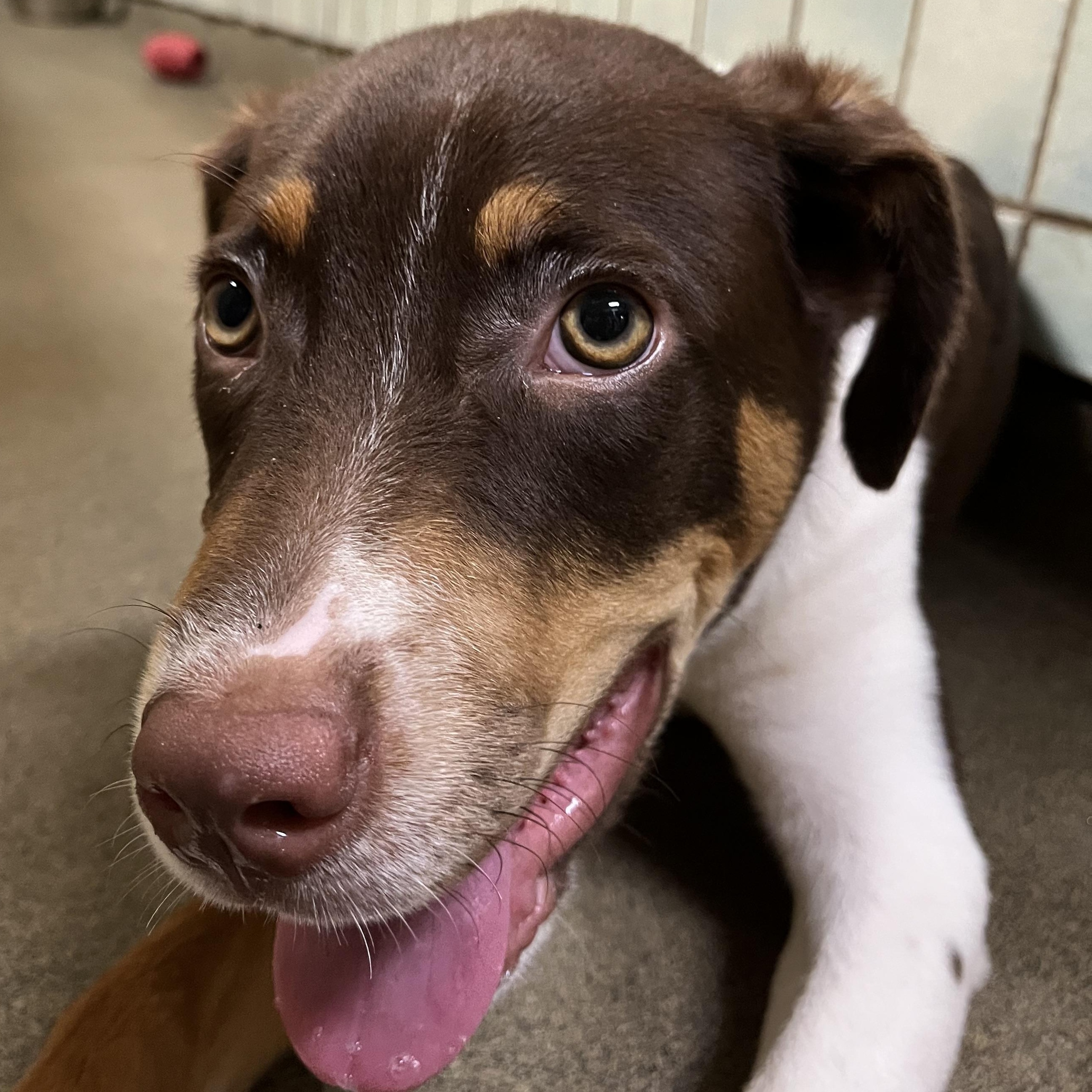 Joey 7092, adoptable, Young Male Labrador Retriever.