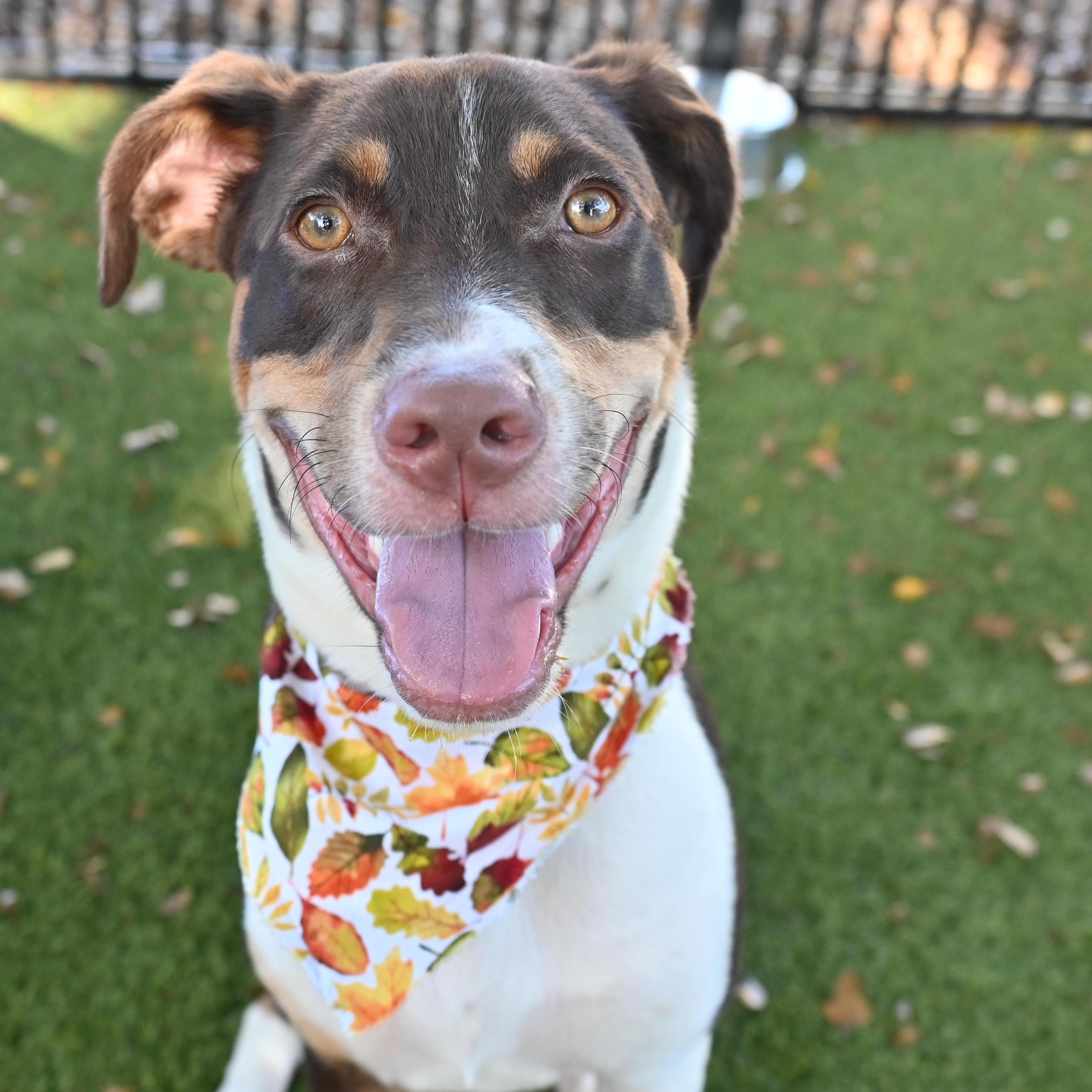 Joey 7092, Adoptable, Young Male Labrador Retriever.