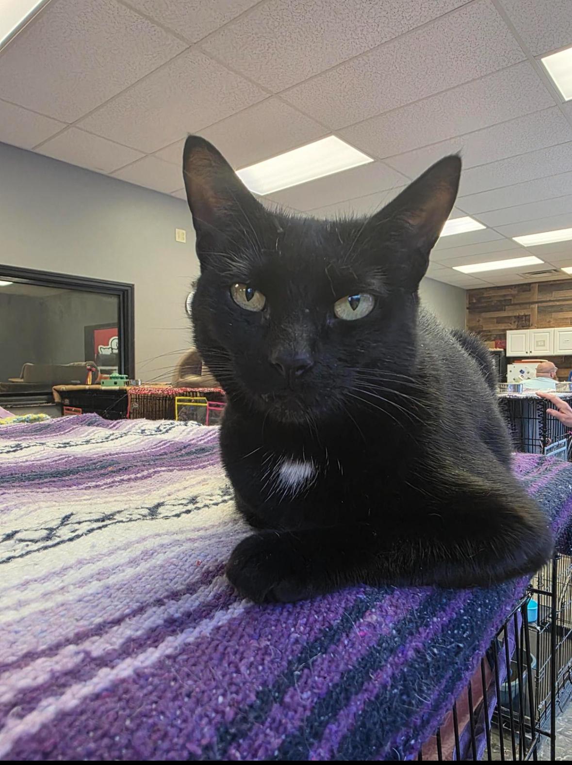 Enlarge Aurora, a Adoptable Domestic Short Hair in Hamburg, NY image 1/2