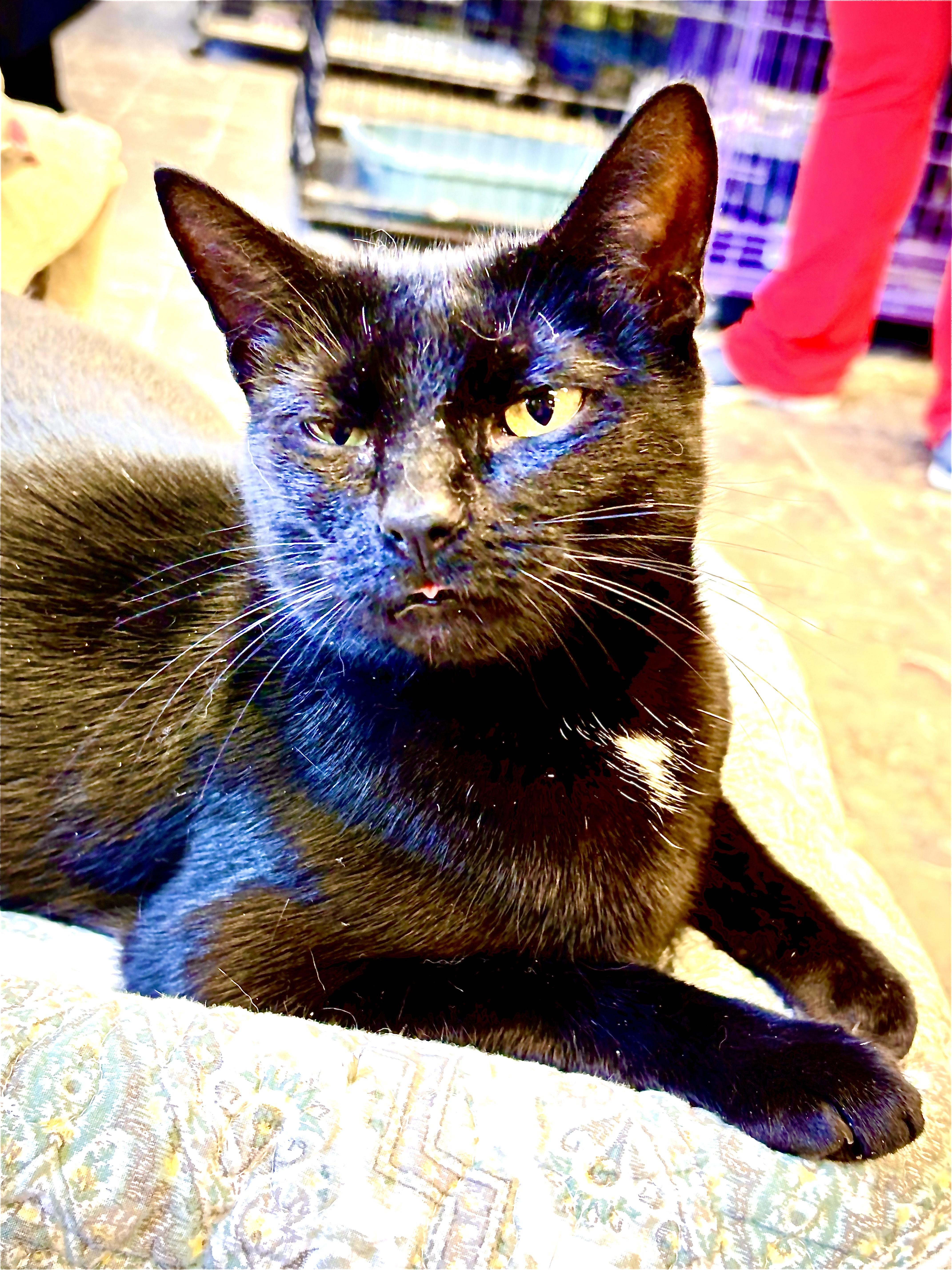 Enlarge Aurora, a Adoptable Domestic Short Hair in Hamburg, NY image 2/2