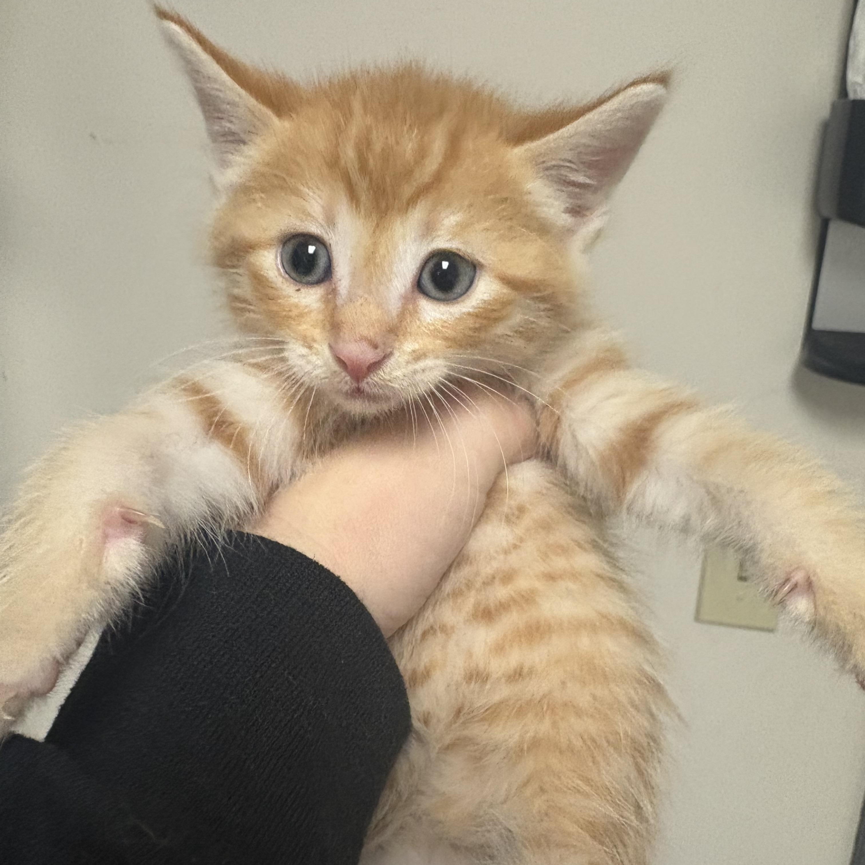 Enlarge Reese's, a Adoptable Domestic Short Hair in Blue Springs, MO image 1/1