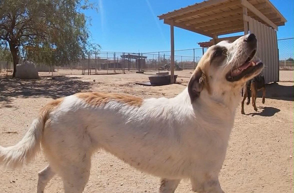 Lucky, Adoptable, Young Female Anatolian Shepherd.