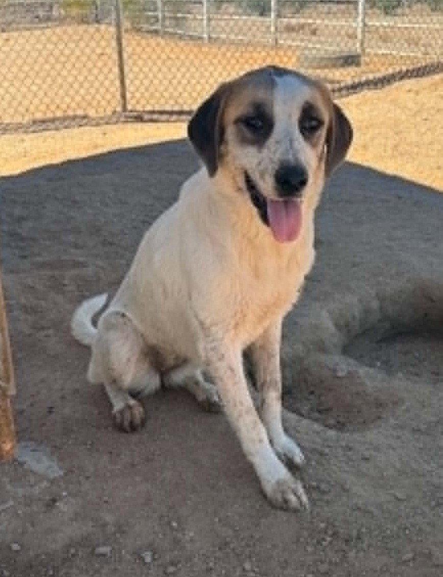 Lucky, a Adoptable Anatolian Shepherd in Queen Creek, AZ image 2/3