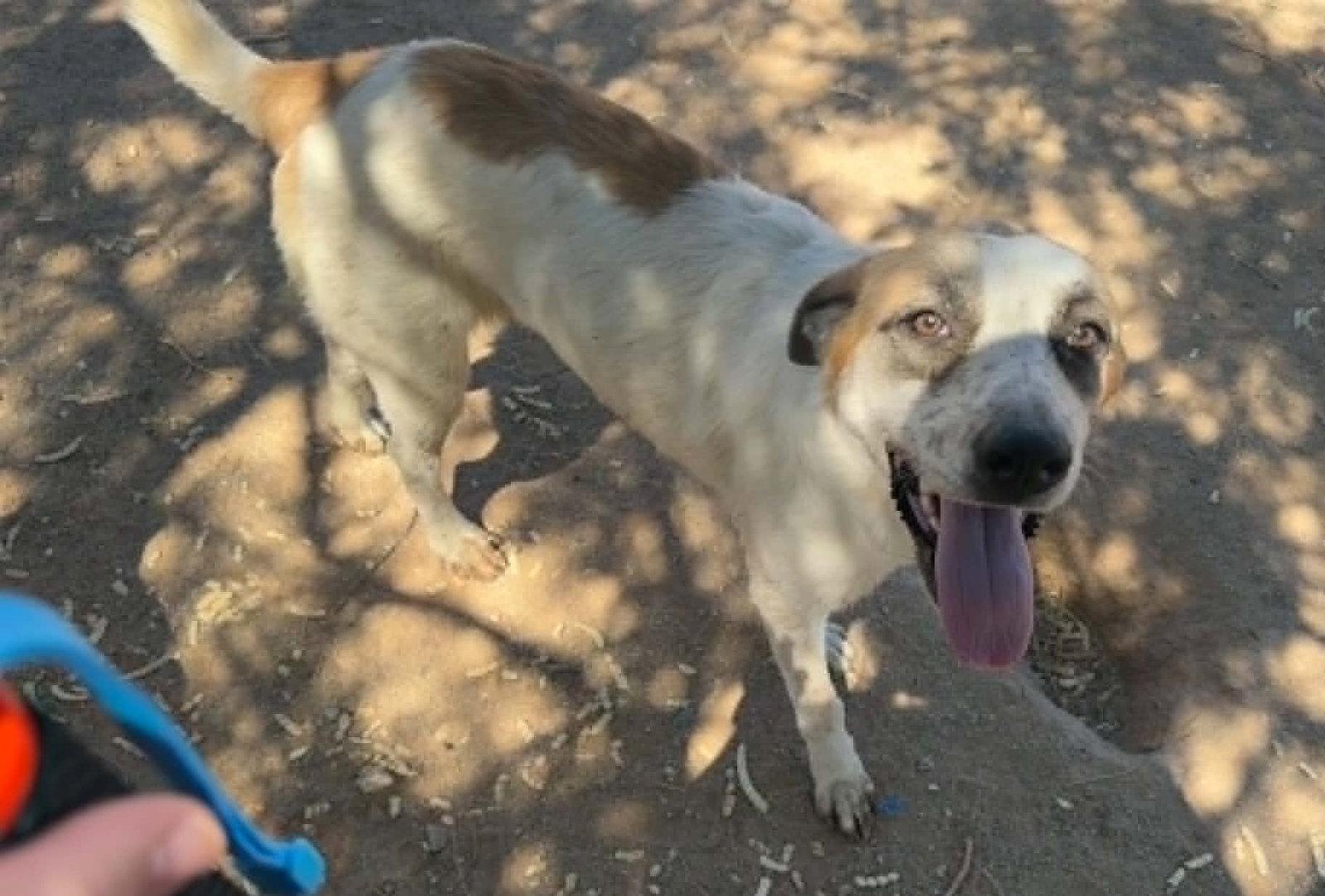 Lucky, a Adoptable Anatolian Shepherd in Queen Creek, AZ image 3/3