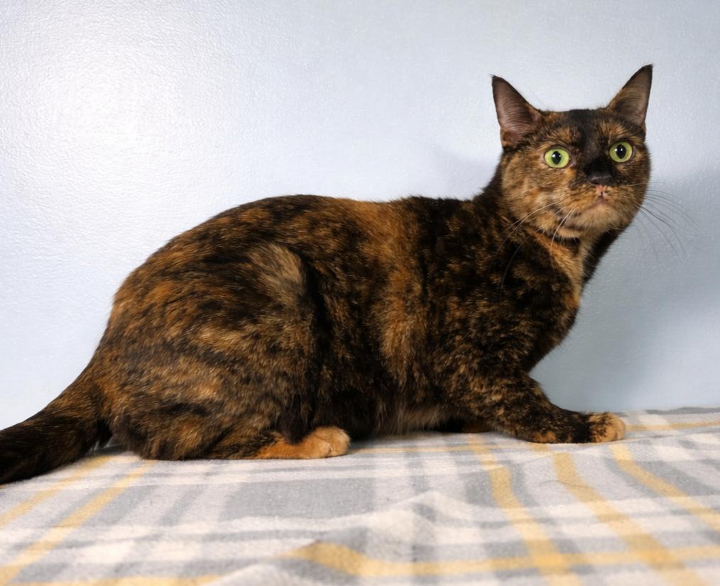 Enlarge Cinnamon, a ADOPTABLE mixed breed in Greensburg, PA image 4/5