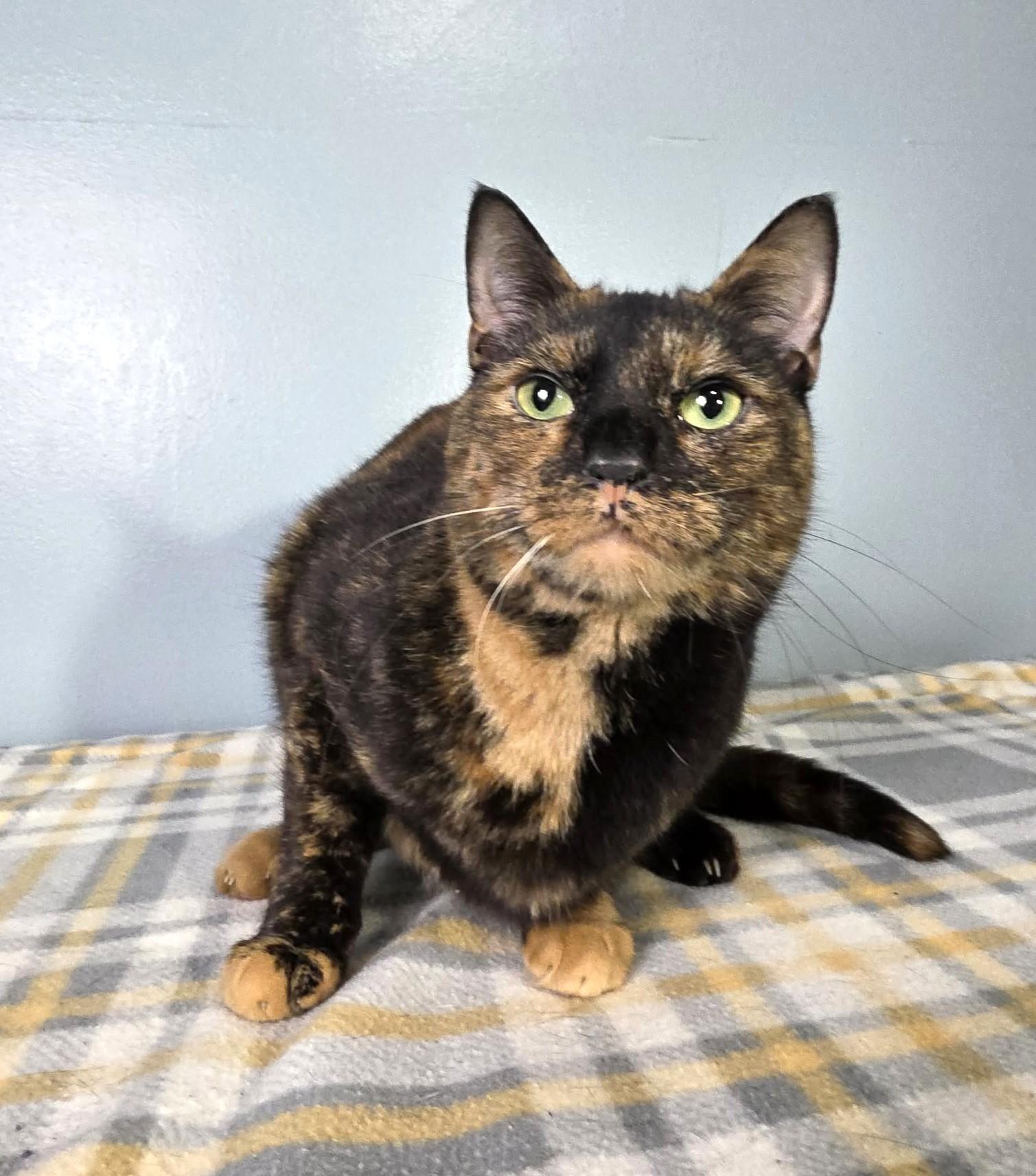 Enlarge Cinnamon, a ADOPTABLE mixed breed in Greensburg, PA image 2/5
