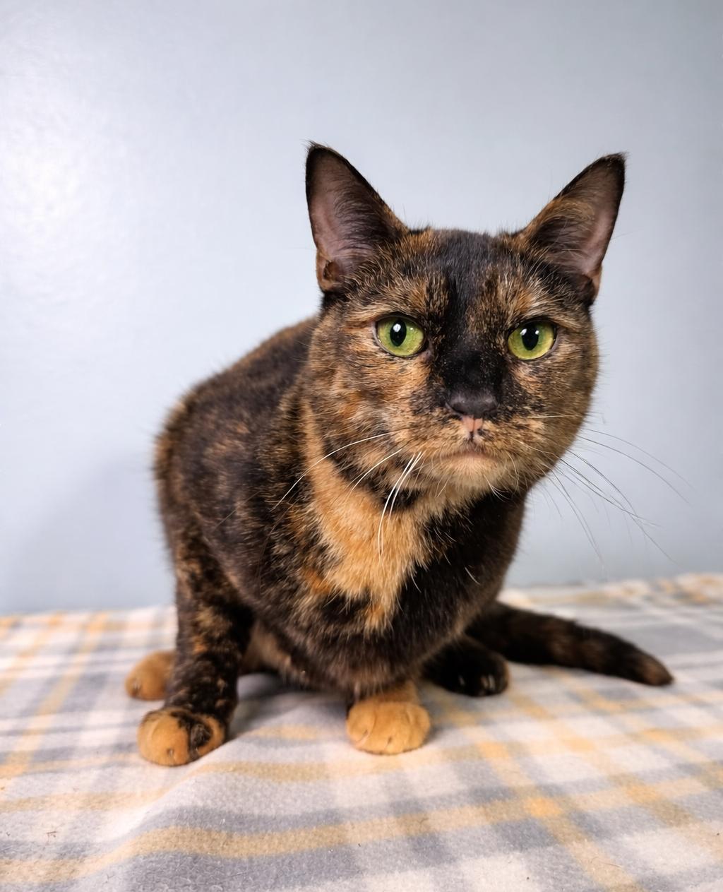 Enlarge Cinnamon, a ADOPTABLE mixed breed in Greensburg, PA image 3/5