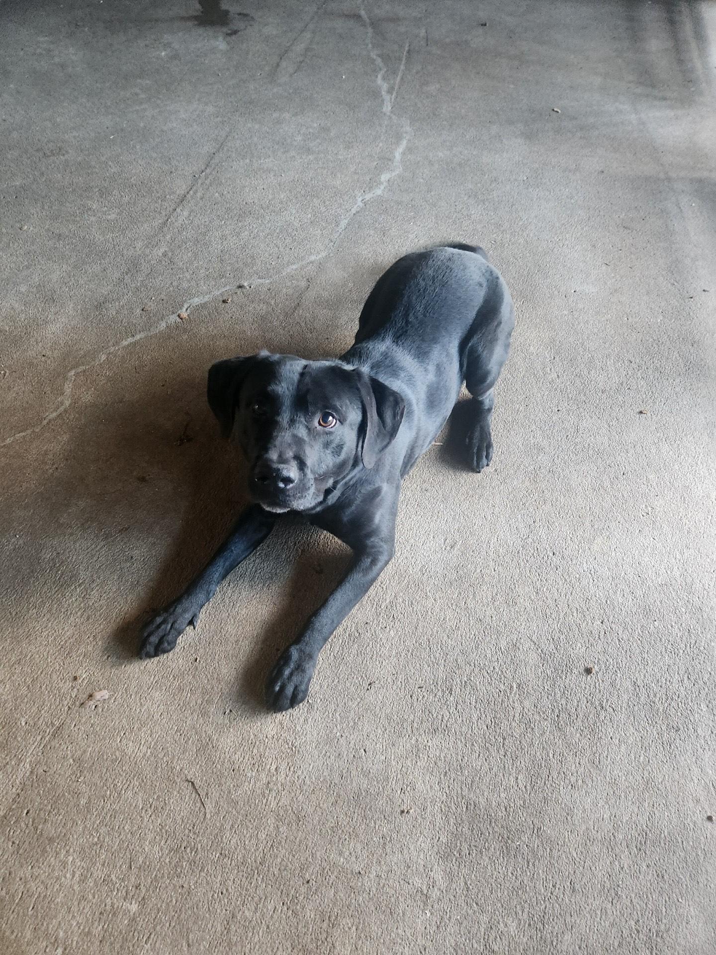 Utrid, Adoptable, Adult Male Black Labrador Retriever.