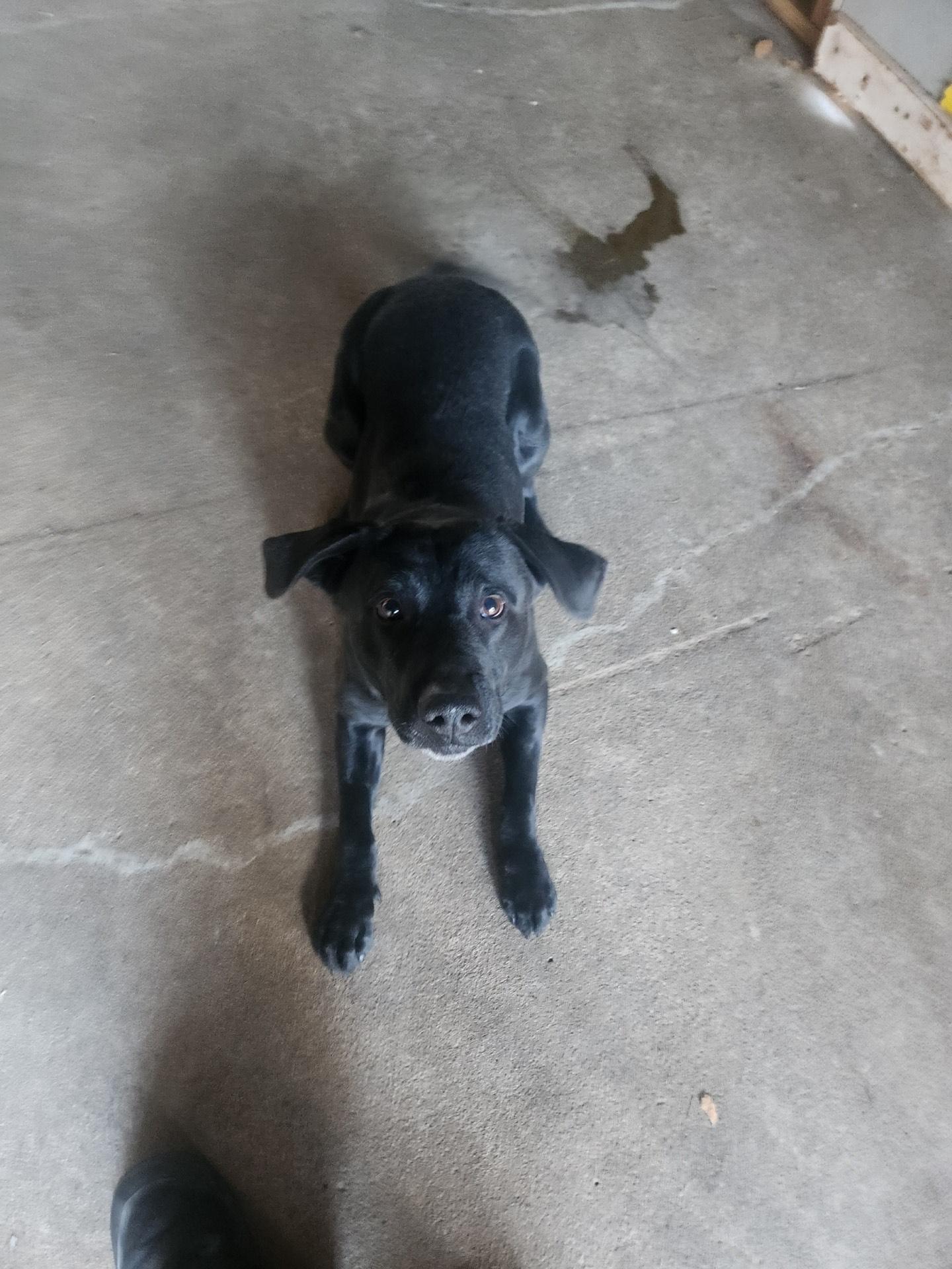 Enlarge Utrid, a Adoptable mixed breed in Lexington, MO image 2/2