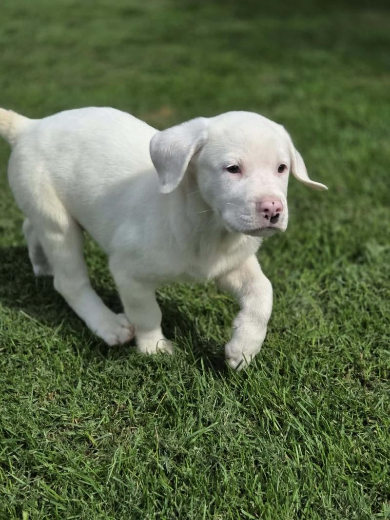 Charlie, a ADOPTABLE mixed breed in Bancroft, ON image 2/4