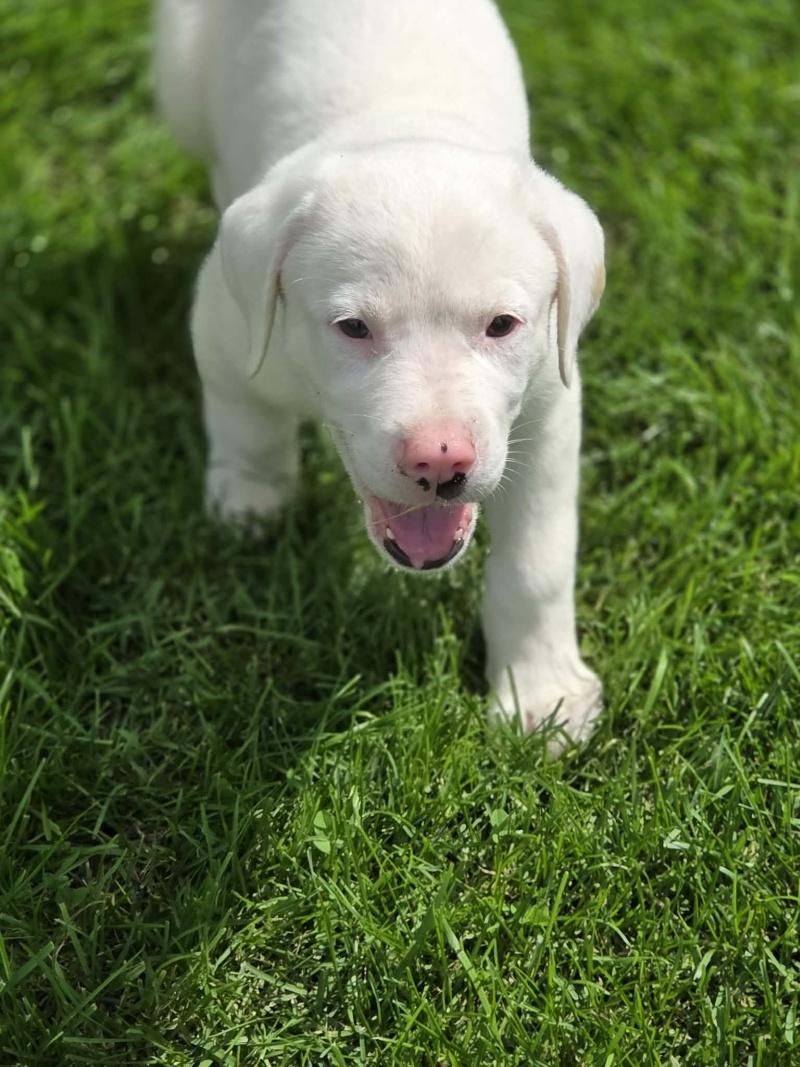 Charlie, a ADOPTABLE mixed breed in Bancroft, ON image 4/4