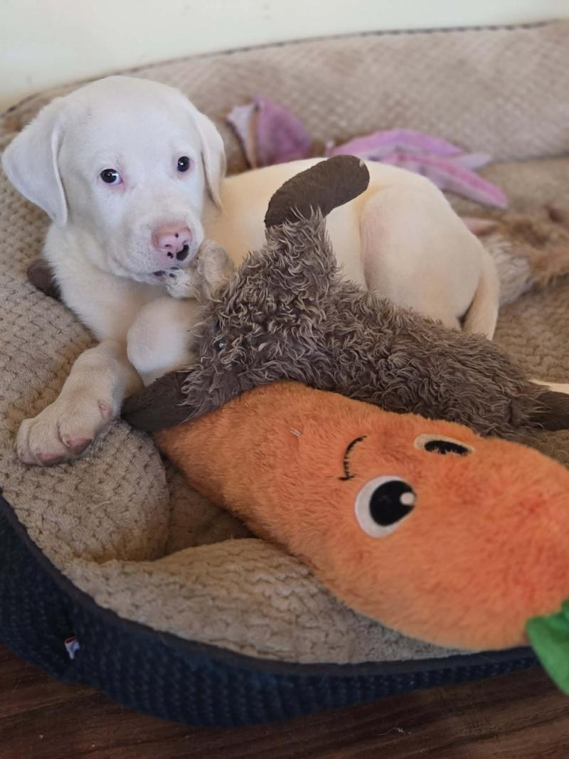 Charlie, ADOPTABLE, Puppy Male Great Pyrenees & Bulldog.