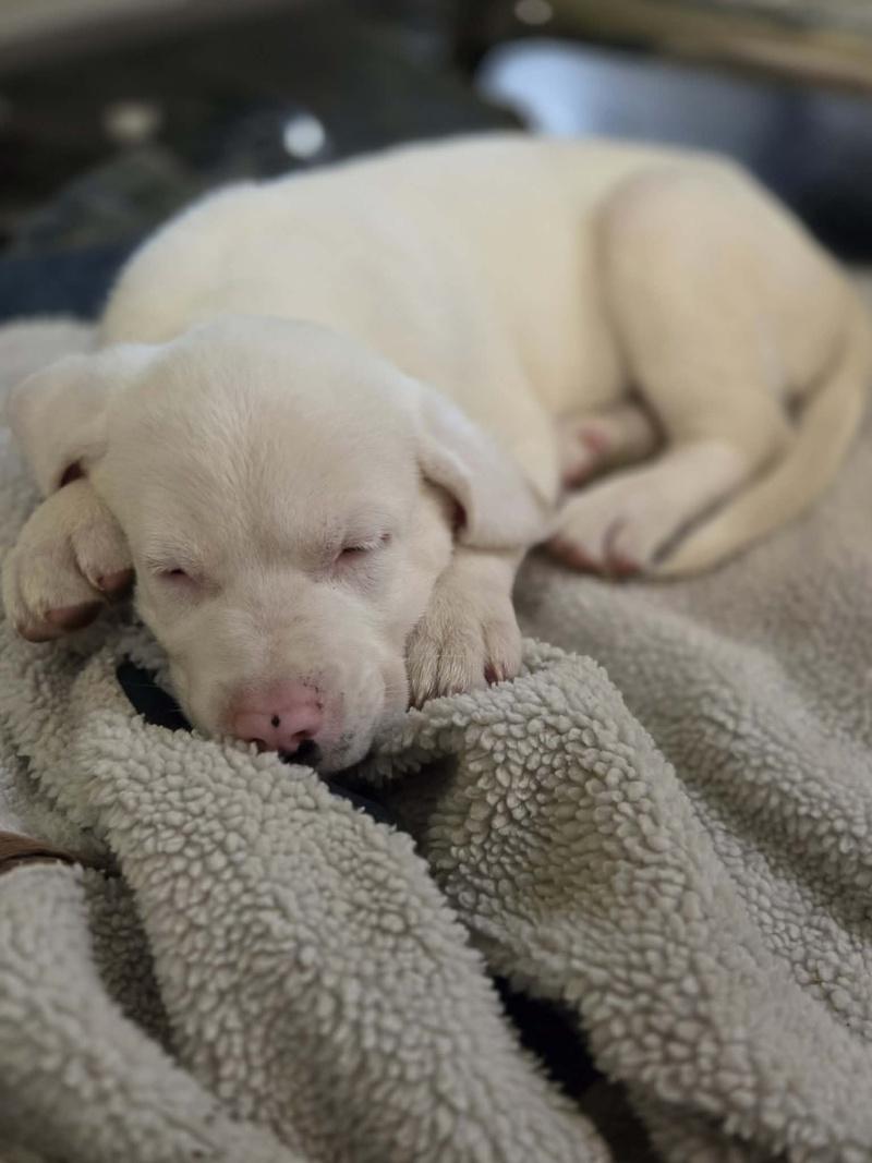 Charlie, a ADOPTABLE mixed breed in Bancroft, ON image 3/4