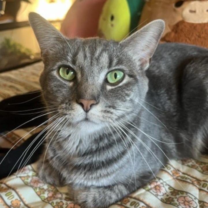 Salem, Adoptable, Adult Female Domestic Short Hair.