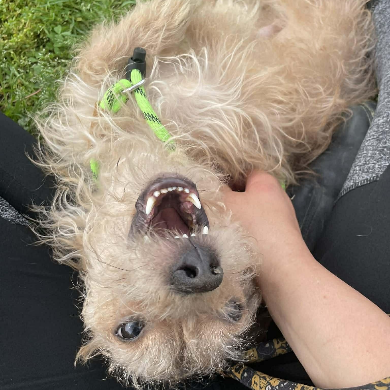 Jeremy - 8-9 yo senior, a Adoptable Mixed Breed in Myrtle Beach, SC image 4/4