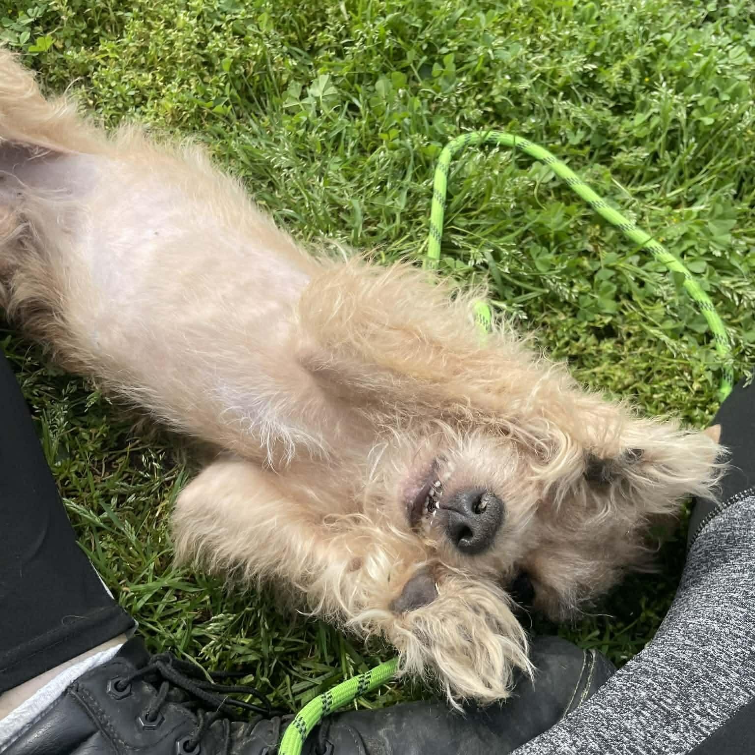 Jeremy - 8-9 yo senior, a Adoptable Mixed Breed in Myrtle Beach, SC image 3/4