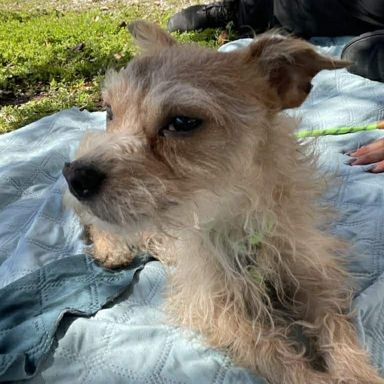 Jeremy - 8-9 yo senior, a Adoptable Mixed Breed in Myrtle Beach, SC image 1/4