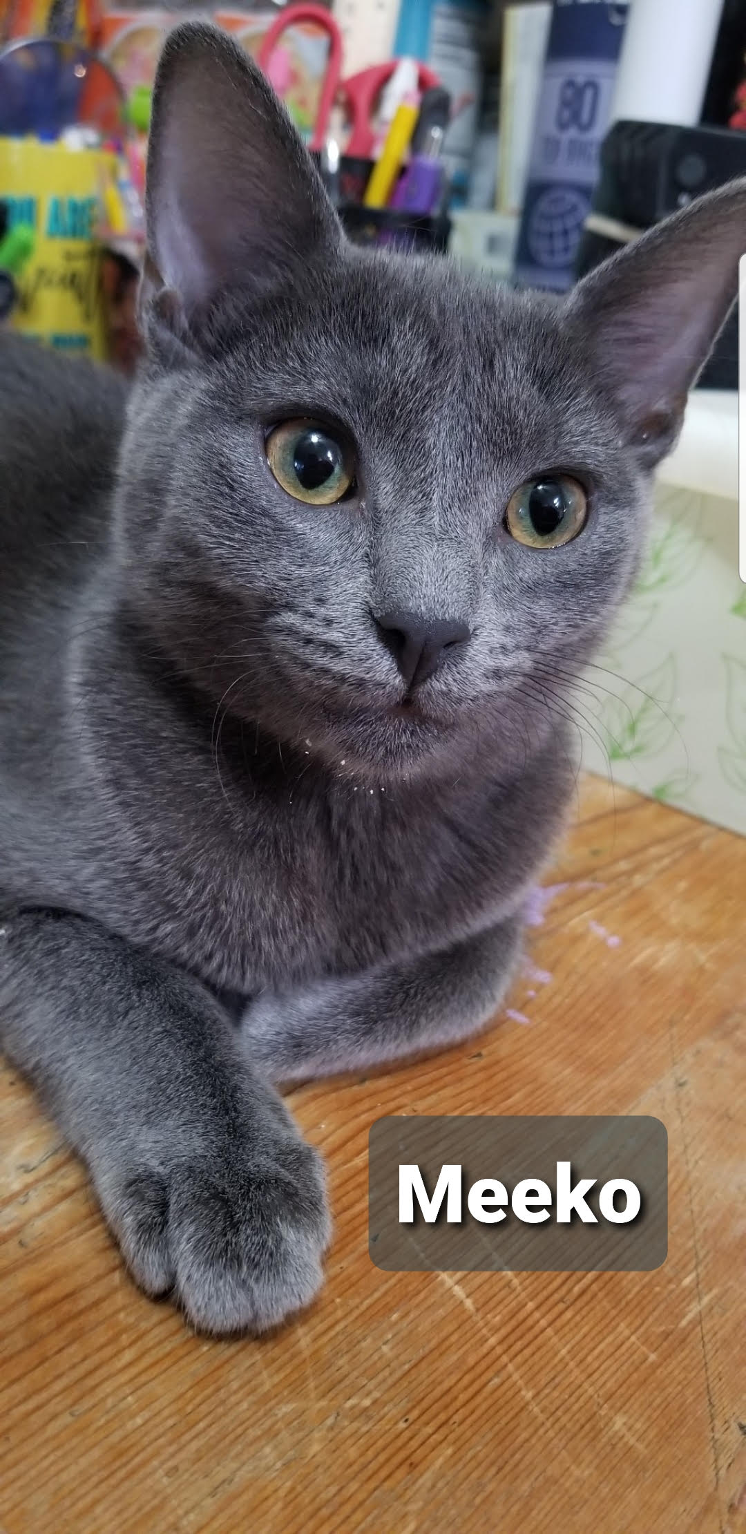 Tandoori & Meeko - (Female) - (BONDED) - Must Be Adopted Together!