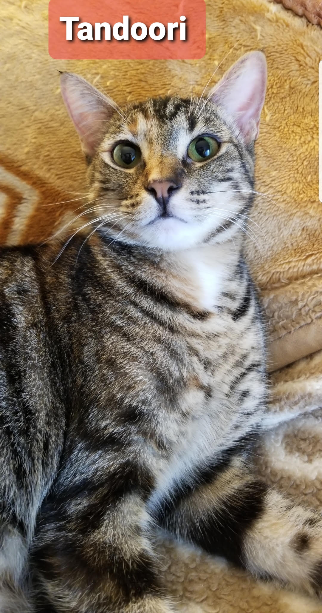 Tandoori & Meeko - (Female) - (BONDED) - Must Be Adopted Together!