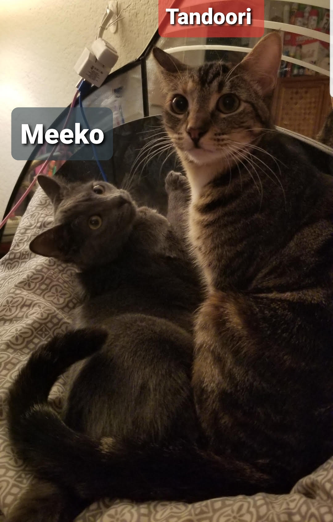 Tandoori & Meeko - (Female) - (BONDED) - Must Be Adopted Together!