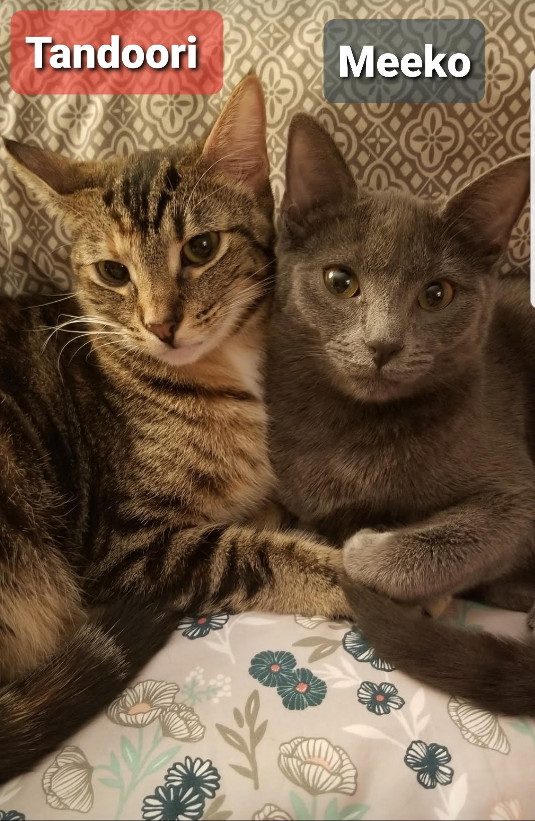 Tandoori & Meeko - (Female) - (BONDED) - Must Be Adopted Together!, Adoptable, Young Female Domestic Short Hair & Russian Blue.