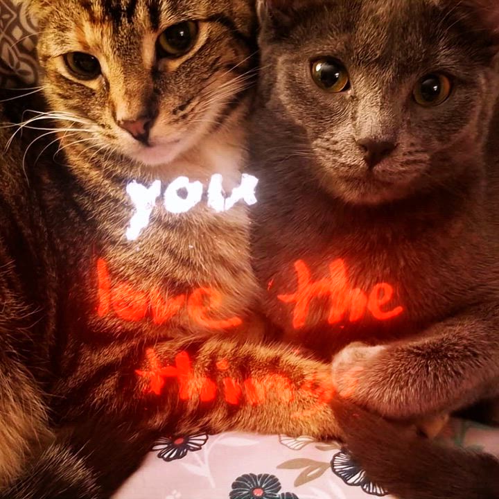 Enlarge Tandoori & Meeko - (Female) - (BONDED) - Must Be Adopted Together!, a Adoptable mixed breed in Anaheim, CA video 3/5