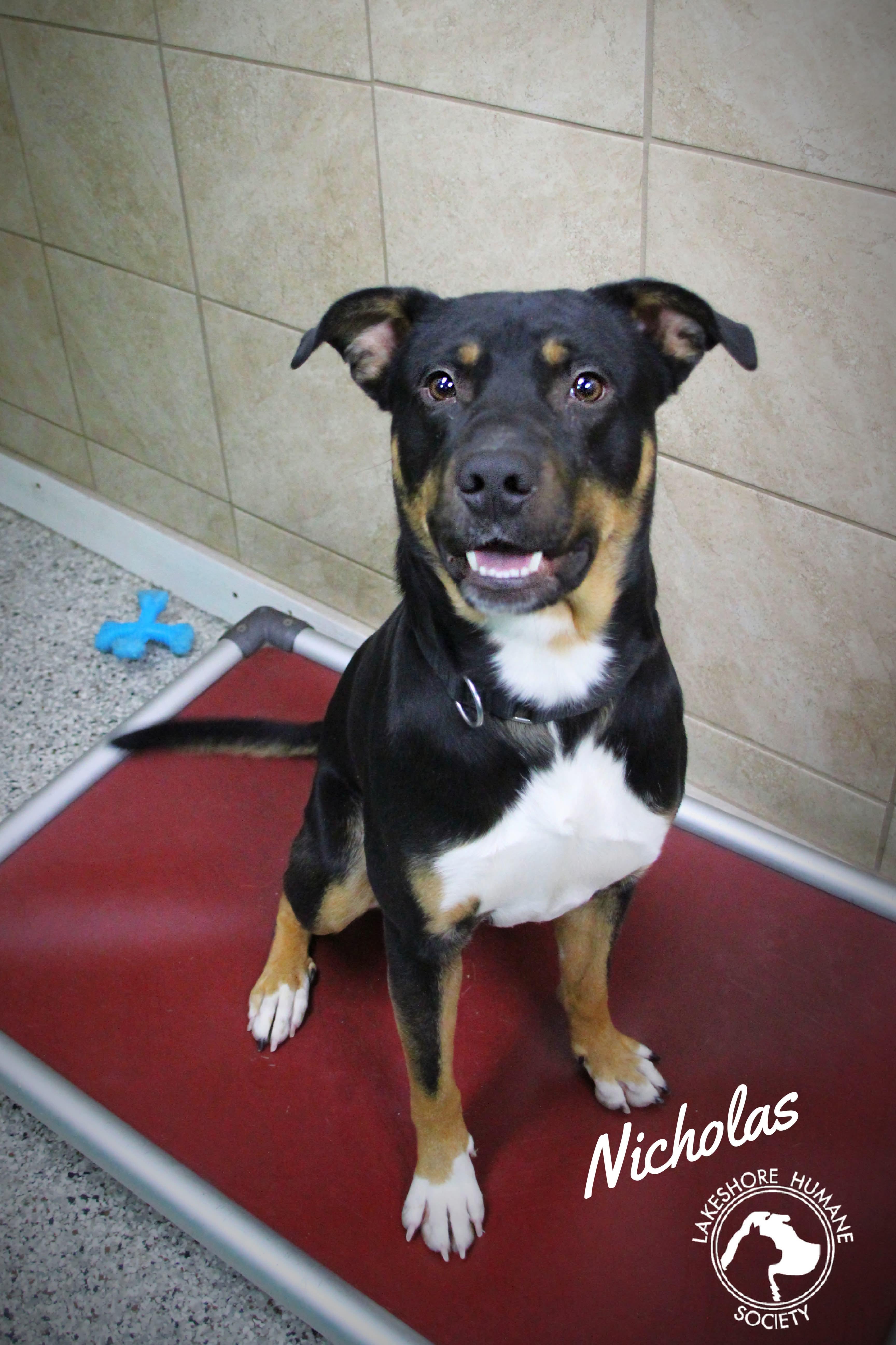 Enlarge Nicholas, a ADOPTABLE mixed breed in Dunkirk, NY image 1/1