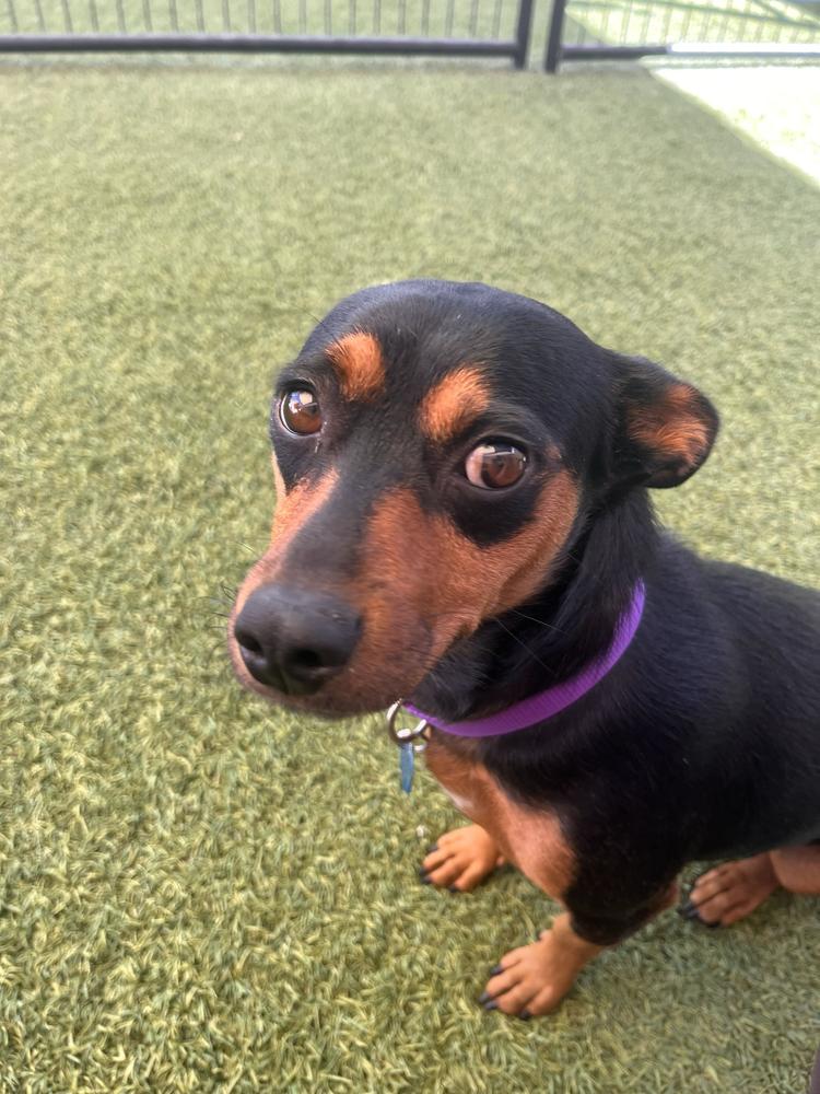 Enlarge Princess, a Adoptable mixed breed in Hurricane, UT image 1/4
