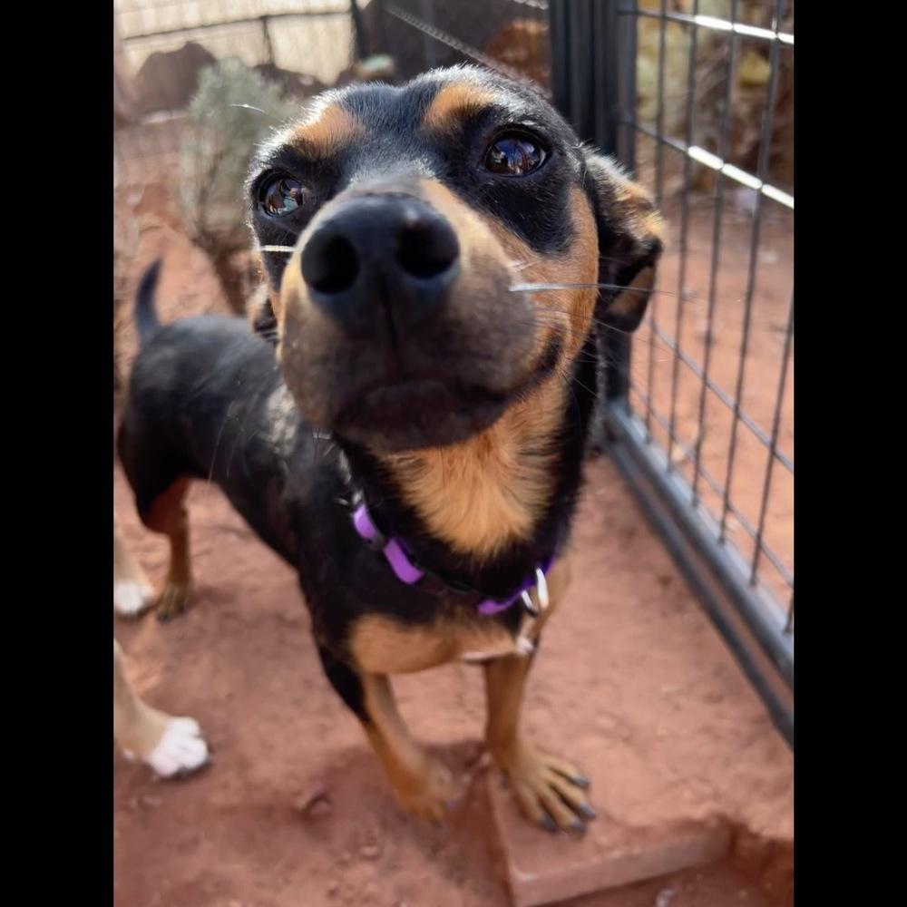 Enlarge Princess, a Adoptable mixed breed in Hurricane, UT image 3/4