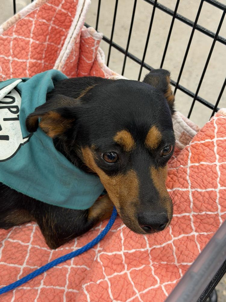 Enlarge Princess, a Adoptable mixed breed in Hurricane, UT image 4/6