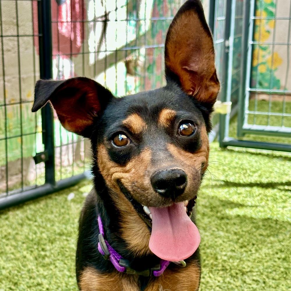 Enlarge Princess, a Adoptable mixed breed in Hurricane, UT image 2/4