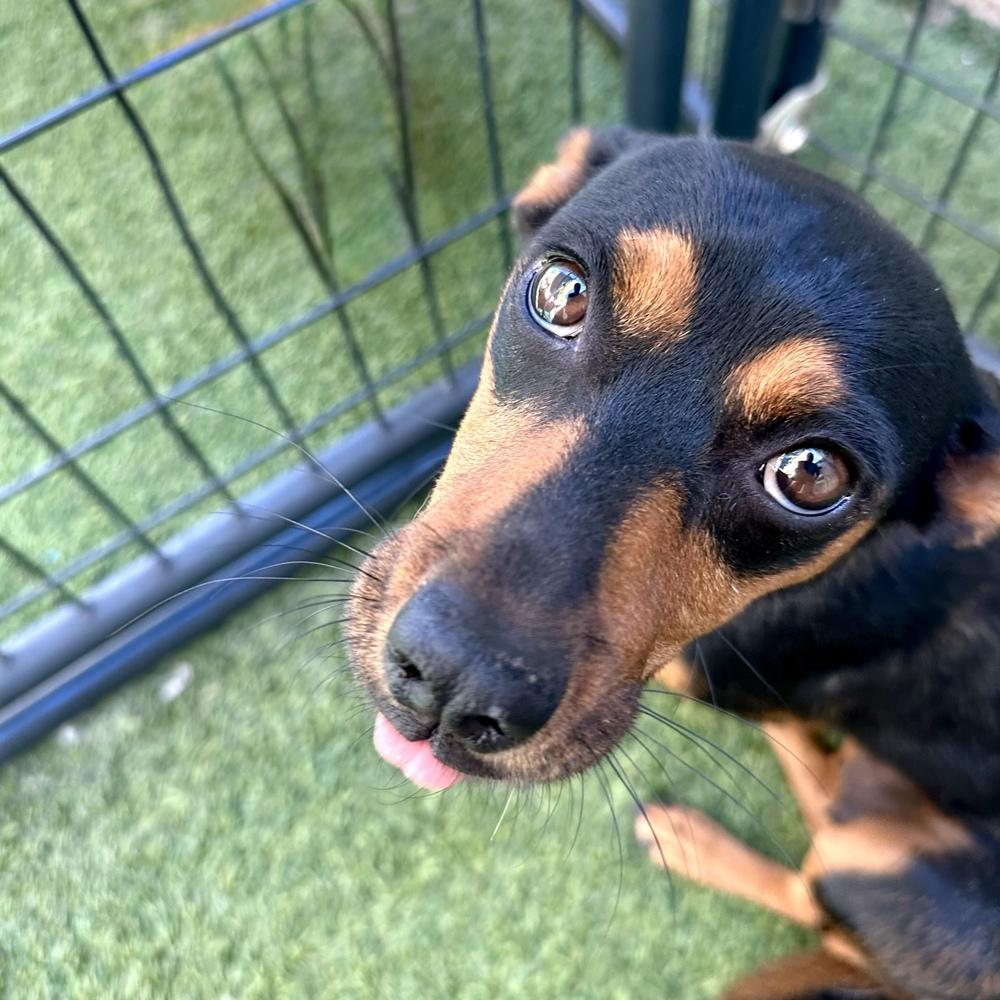 Enlarge Princess, a Adoptable mixed breed in Hurricane, UT image 4/4
