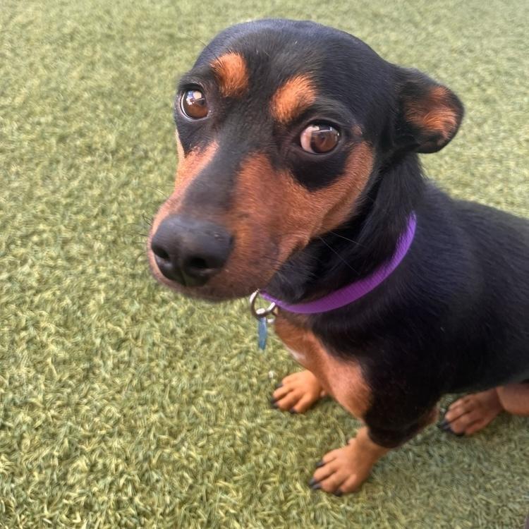 Enlarge Princess, a Adoptable mixed breed in Hurricane, UT image 6/6