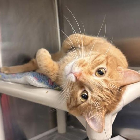 Larry, a Adoptable Domestic Short Hair in Belleville, IL image 1/5