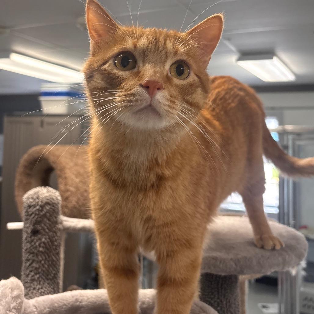 Larry, a Adoptable Domestic Short Hair in Belleville, IL image 3/5