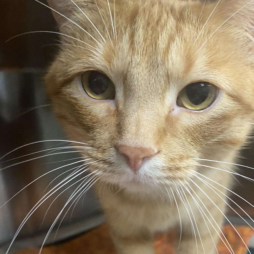 Larry, a Adoptable Domestic Short Hair in Belleville, IL image 4/5