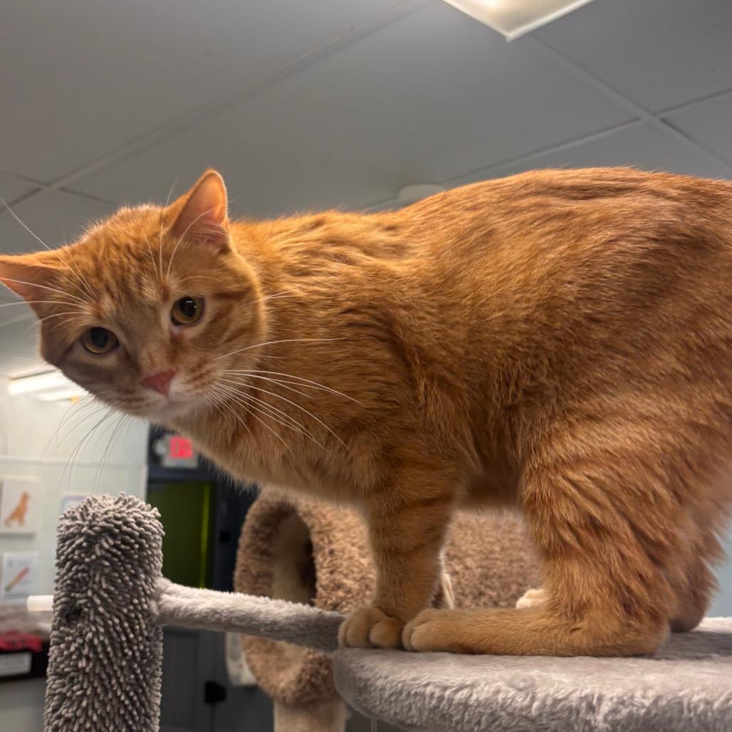 Larry, a Adoptable Domestic Short Hair in Belleville, IL image 5/5