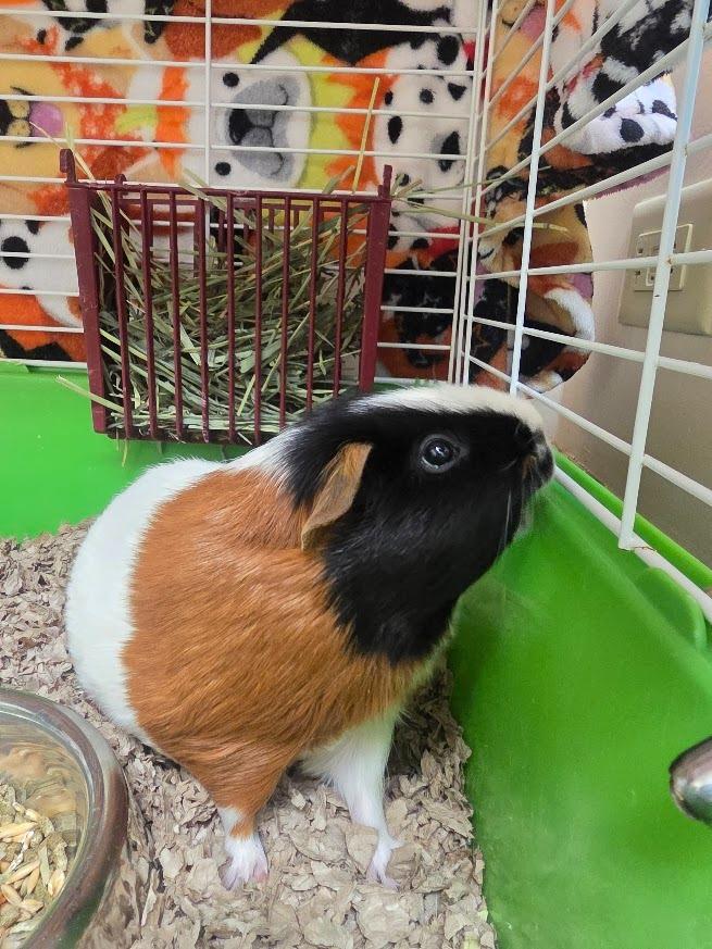 Jackfruit, Adoptable, Young Male Guinea Pig.