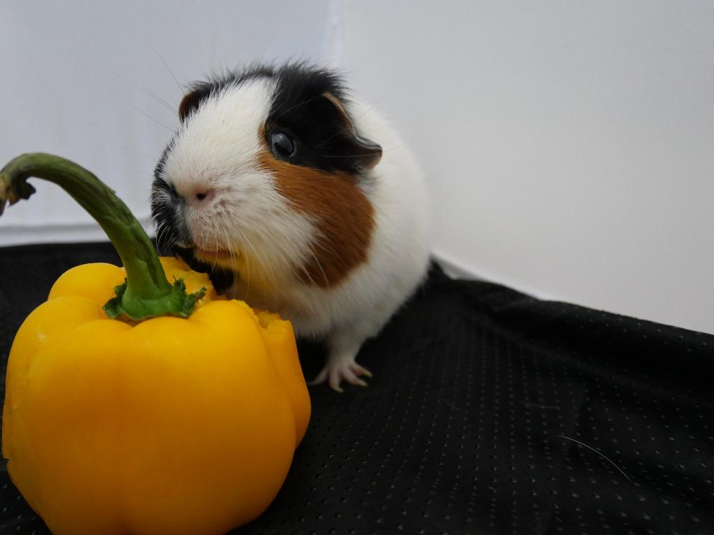 Enlarge Jackfruit, a Adoptable Guinea Pig in CRYSTAL LAKE, IL image 2/4