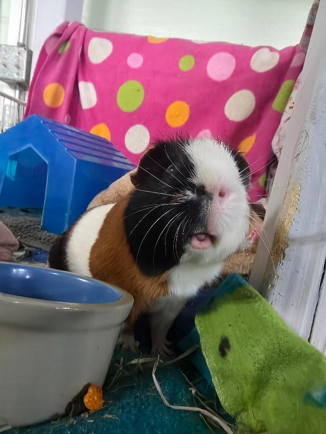 Enlarge Jackfruit, a Adoptable Guinea Pig in CRYSTAL LAKE, IL image 3/4