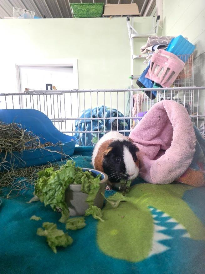 Enlarge Jackfruit, a Adoptable Guinea Pig in CRYSTAL LAKE, IL image 4/4
