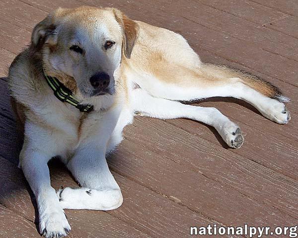 Sandi in NJ - Smart & Playful Girl!, a Adoptable mixed breed in Highland Lakes, NJ image 2/4