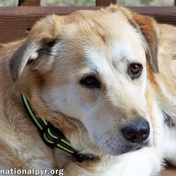 Sandi in NJ - Smart & Playful Girl!, a Adoptable mixed breed in Highland Lakes, NJ image 1/4